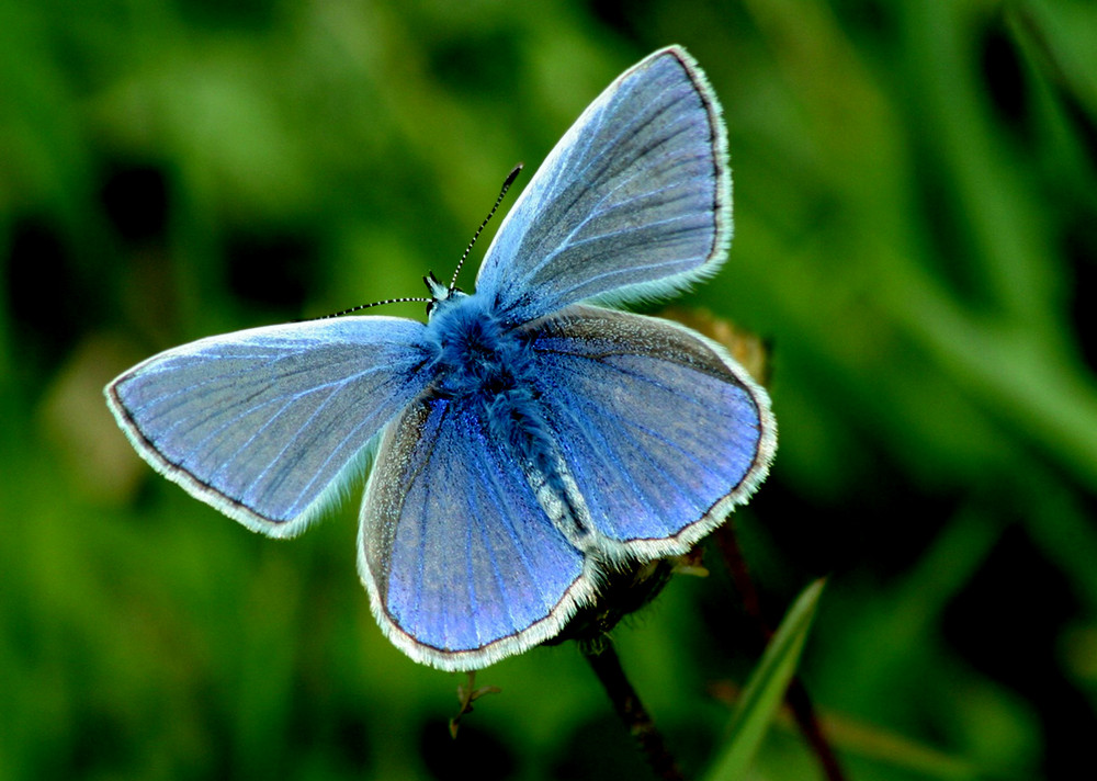 Tout bleu il est