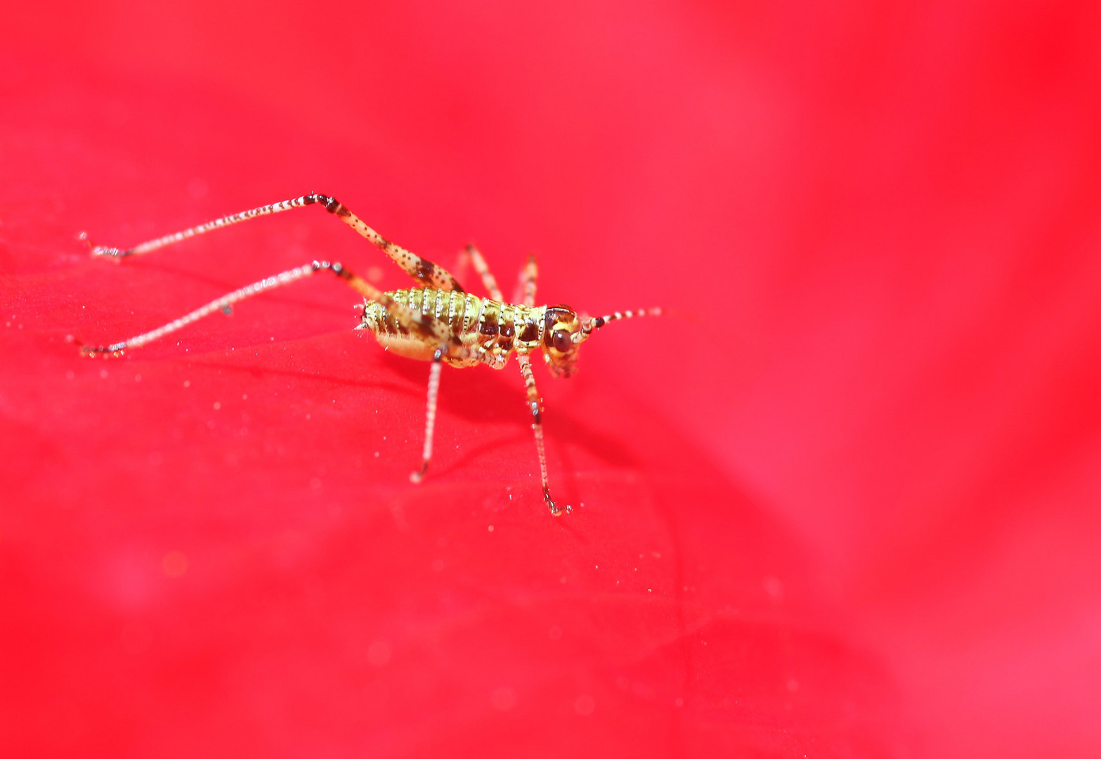 tout dans le rouge