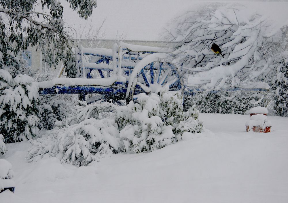 tout de blanc vêtu 