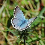 Tout de bleu paré