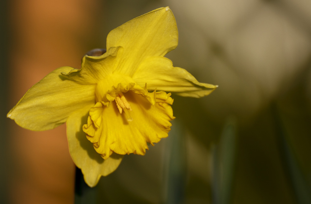 tout de jaune vêtue !!!