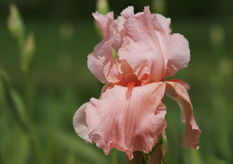 Tout de rose vêtu.