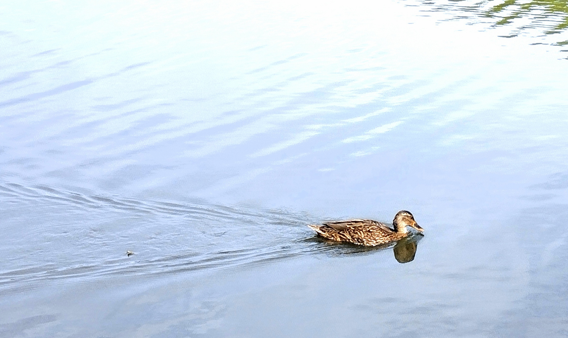 tout doucement, au fil de l'eau ...