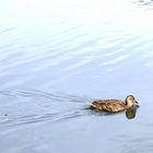 tout doucement, au fil de l'eau ...