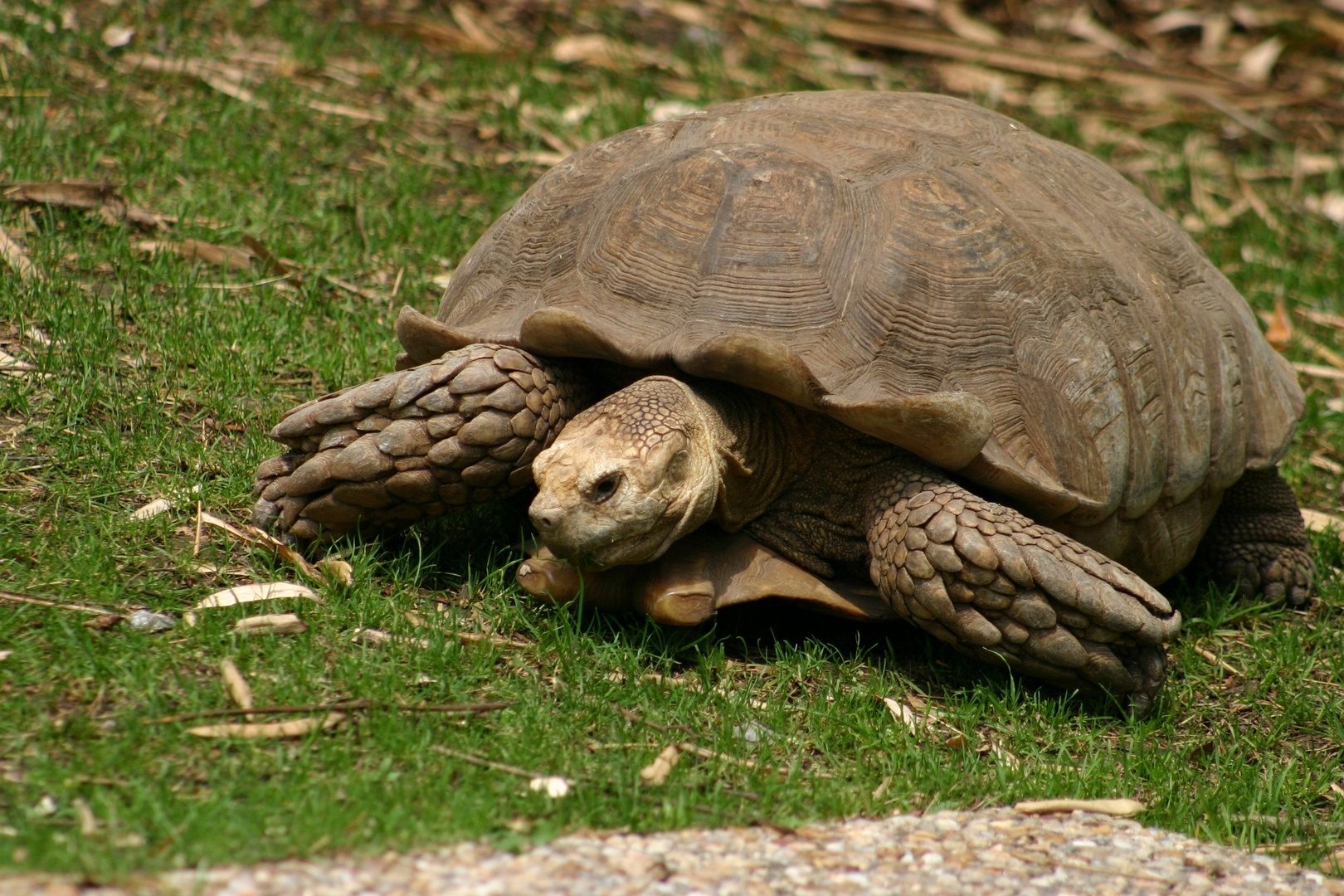 Tout doucement photo et image | animaux, zoo et animaux en captivité