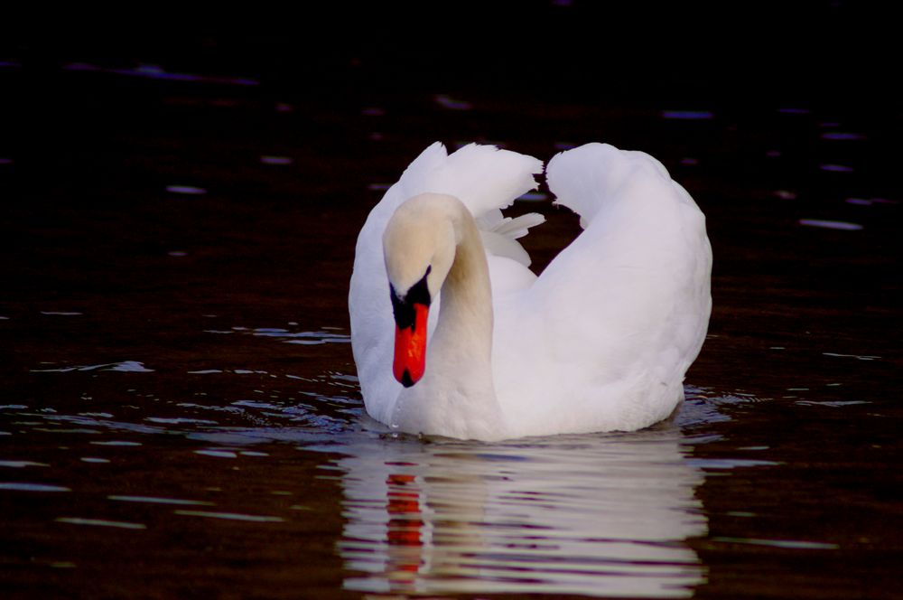 Tout doucement ...... le Cygne ...