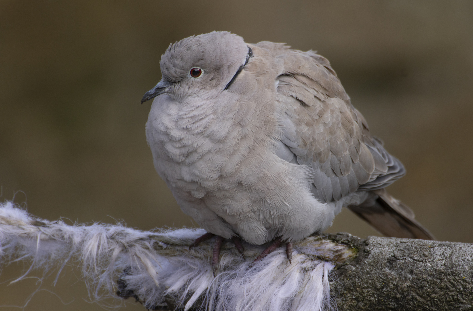 Tout ébouriffée (Streptopelia decaocto, tourterelle turque)