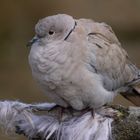 Tout ébouriffée (Streptopelia decaocto, tourterelle turque)