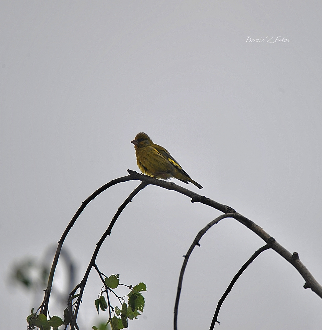 tout en jaune