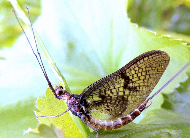 Tout en transparence et dentelle ...