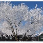 Tout habillé de neige !