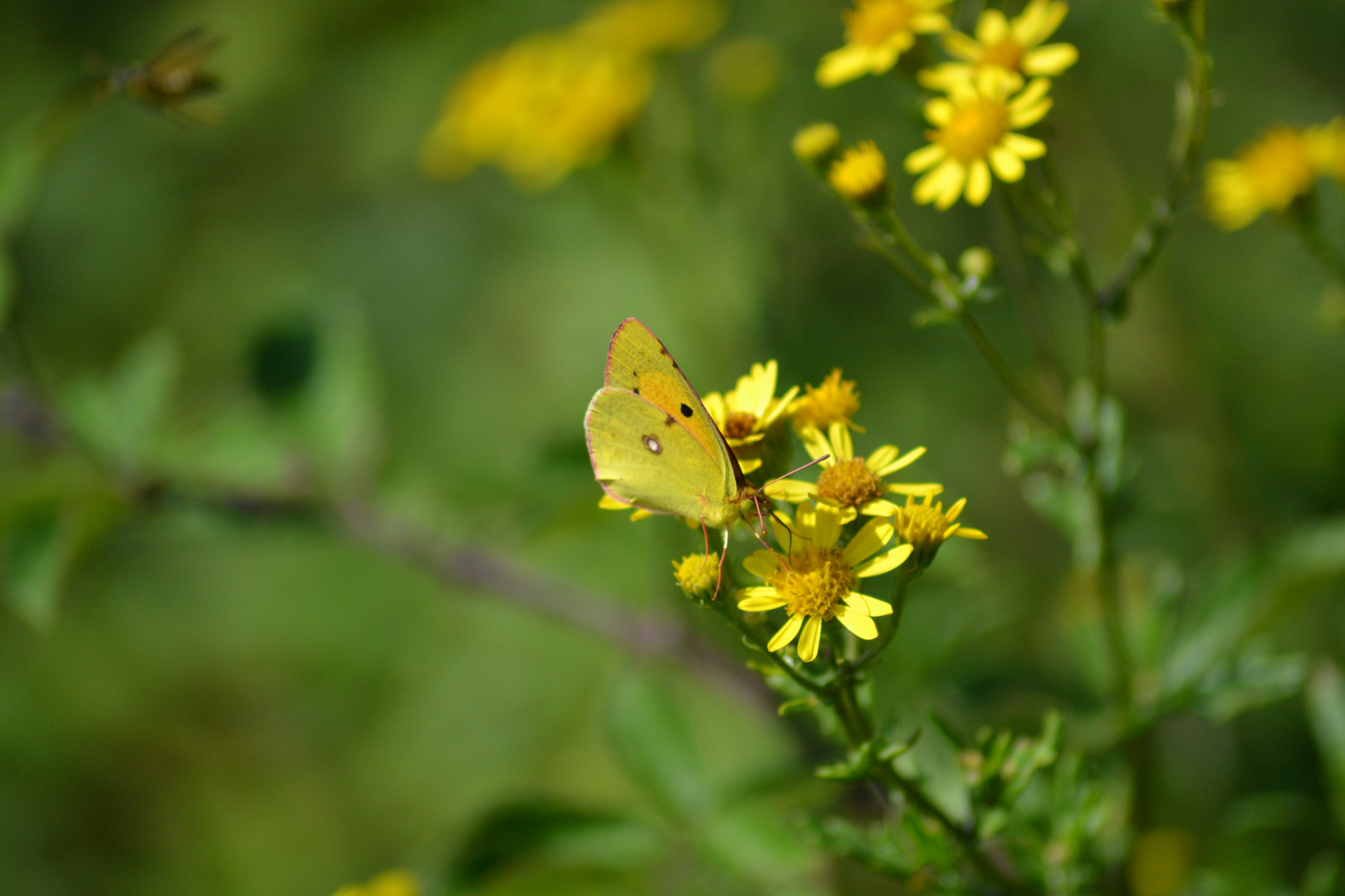 tout jaune