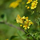 tout jaune