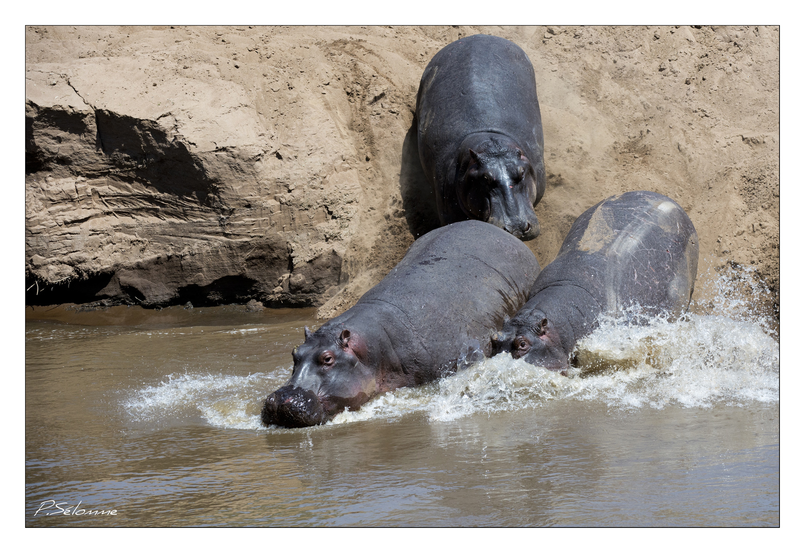 Tout le monde à l'eau ....et hop !