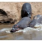 Tout le monde à l'eau ....et hop !