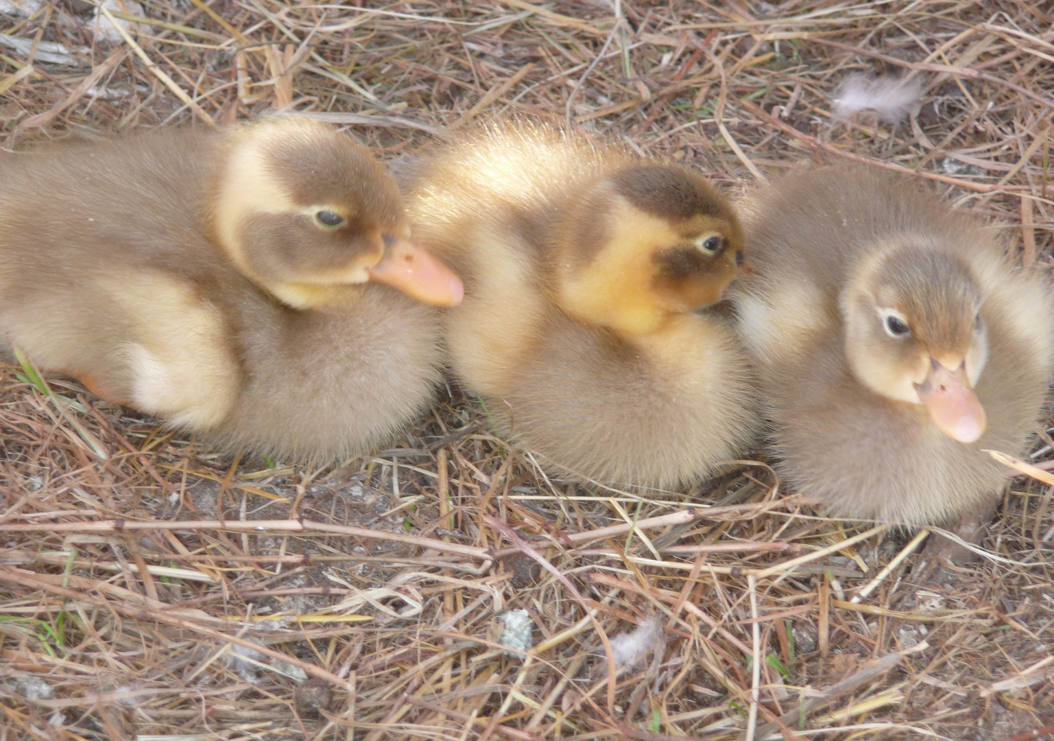 Tout mignons les canetons