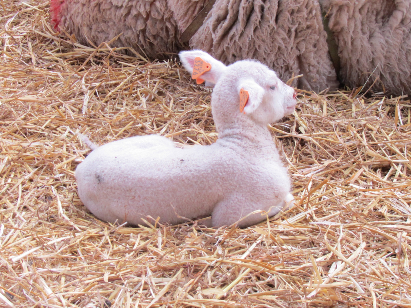 Comment S appelle Le Petit Du Mouton