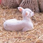 Tout petit mouton