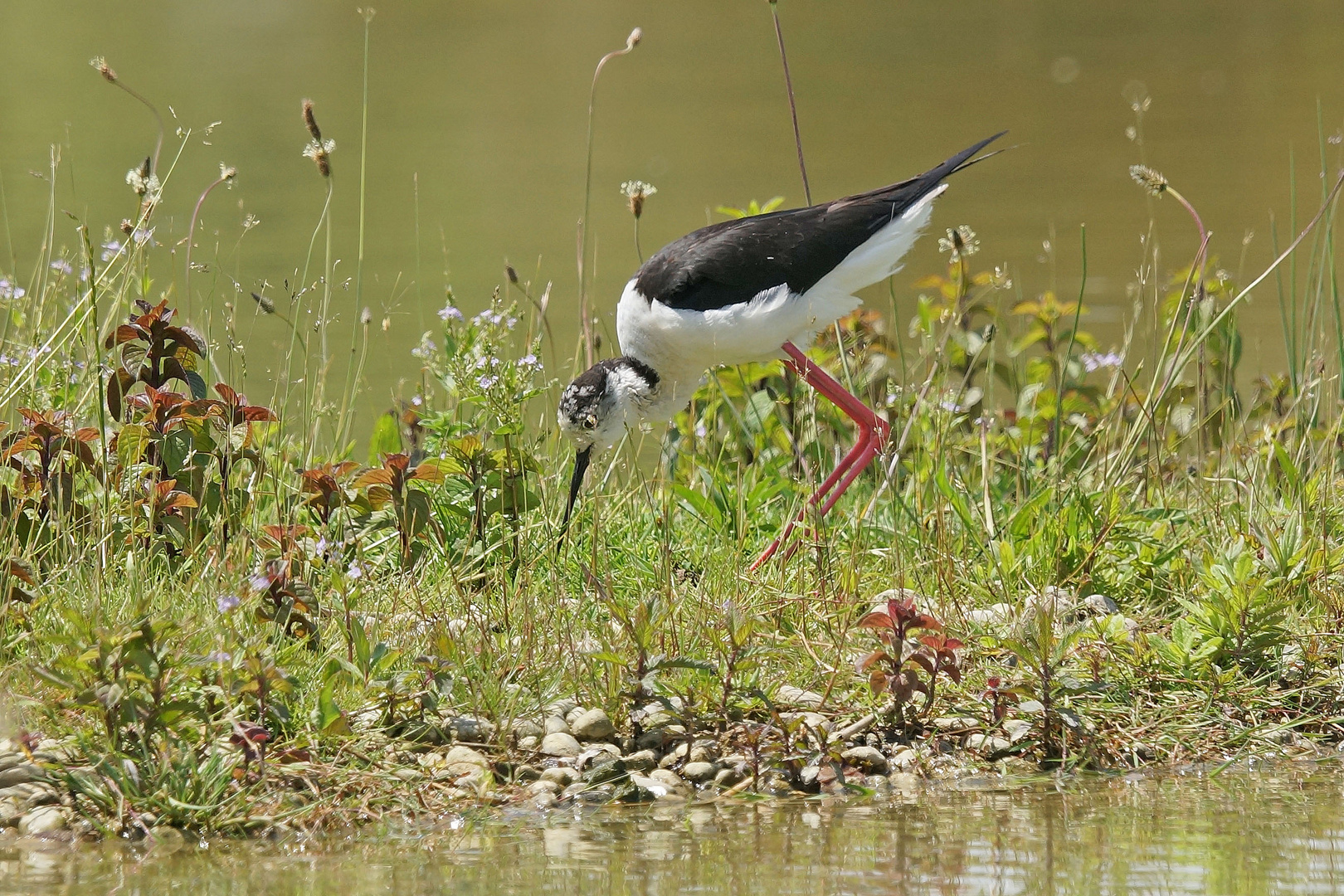 tout près .... dans les herbes, l'échasse blanche