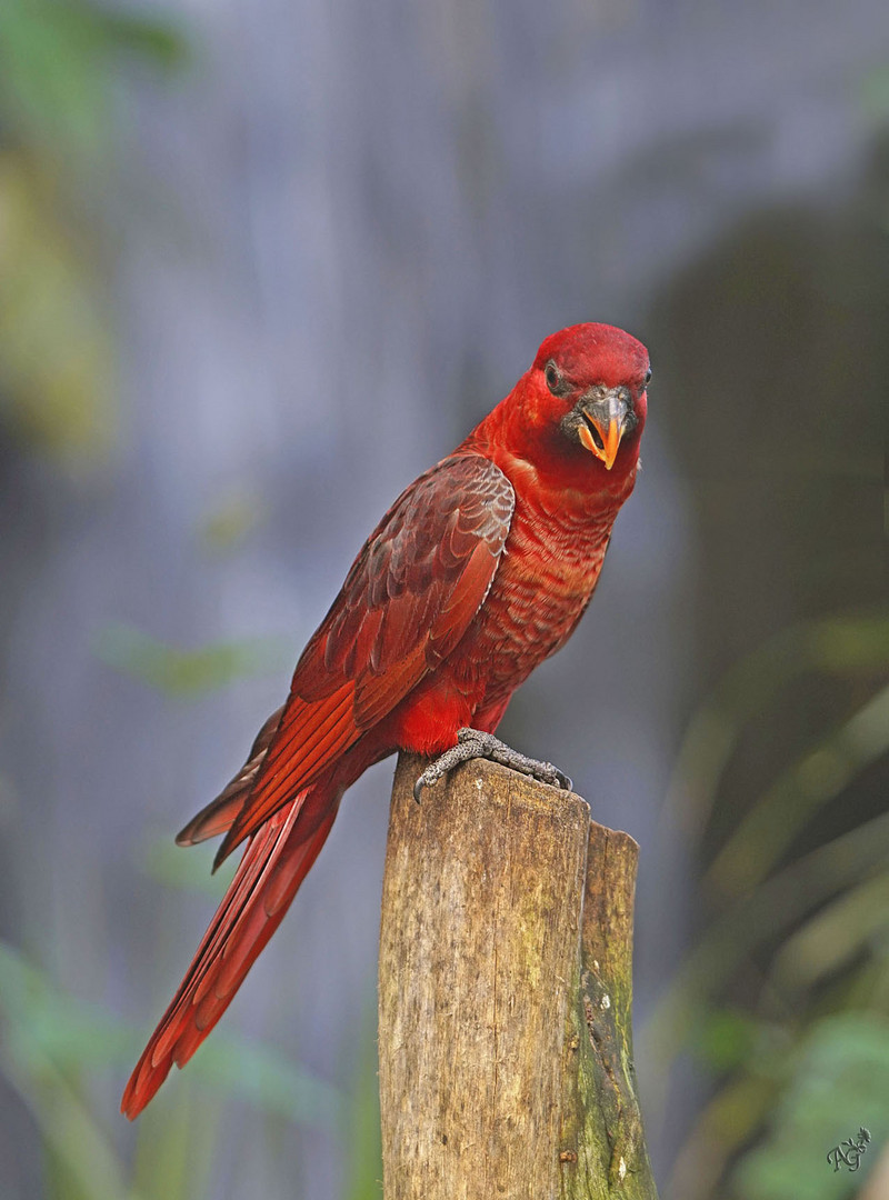 Tout rouge .....