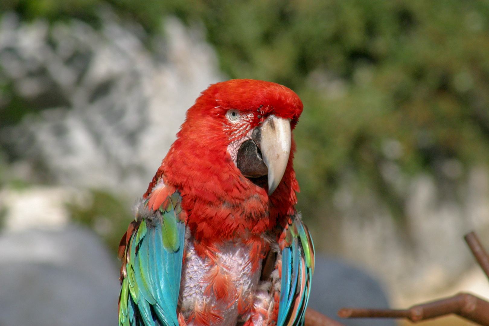 Tout rouge