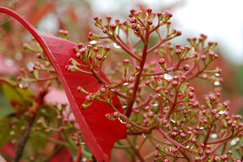 tout rouge