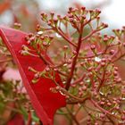 tout rouge