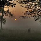 Tout seul dans la brume