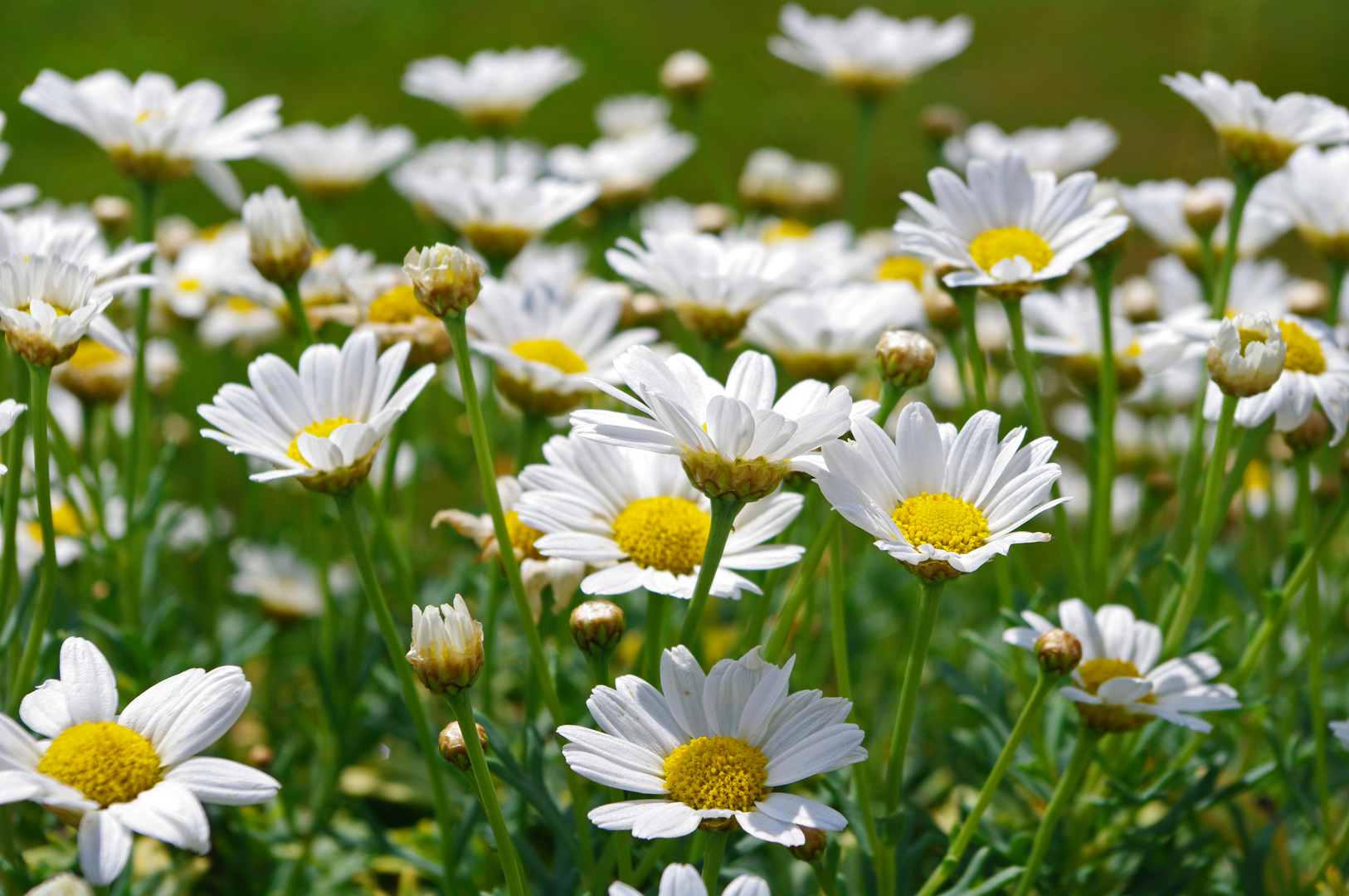 Tout un Monde de Marguerites