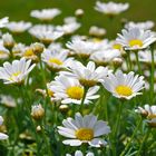 Tout un Monde de Marguerites