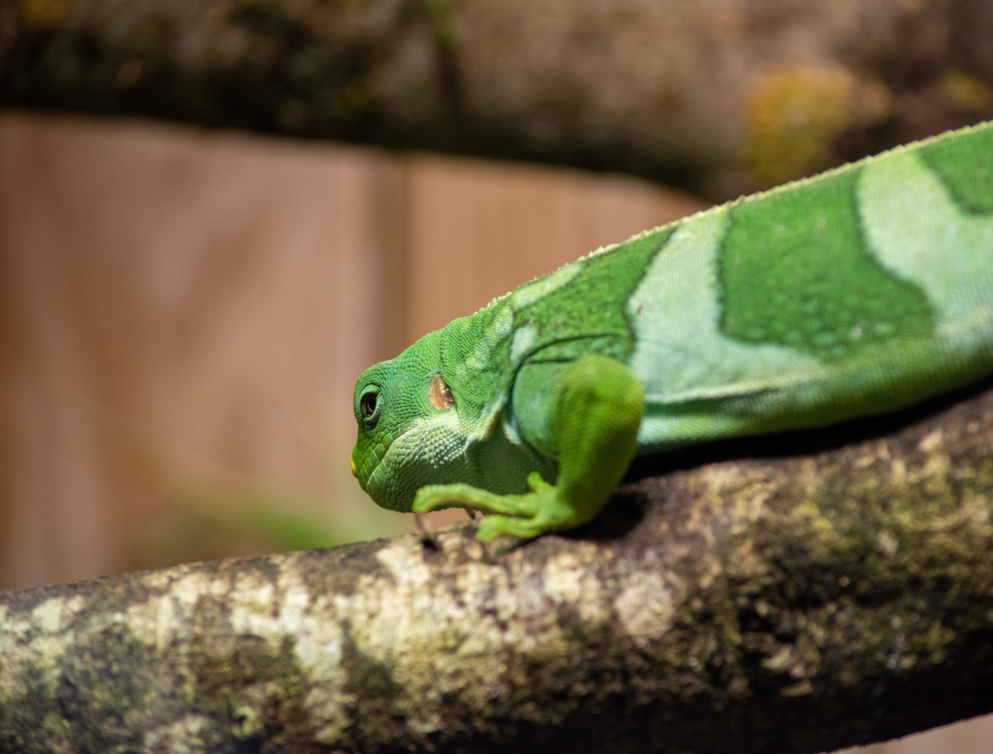 Tout vert