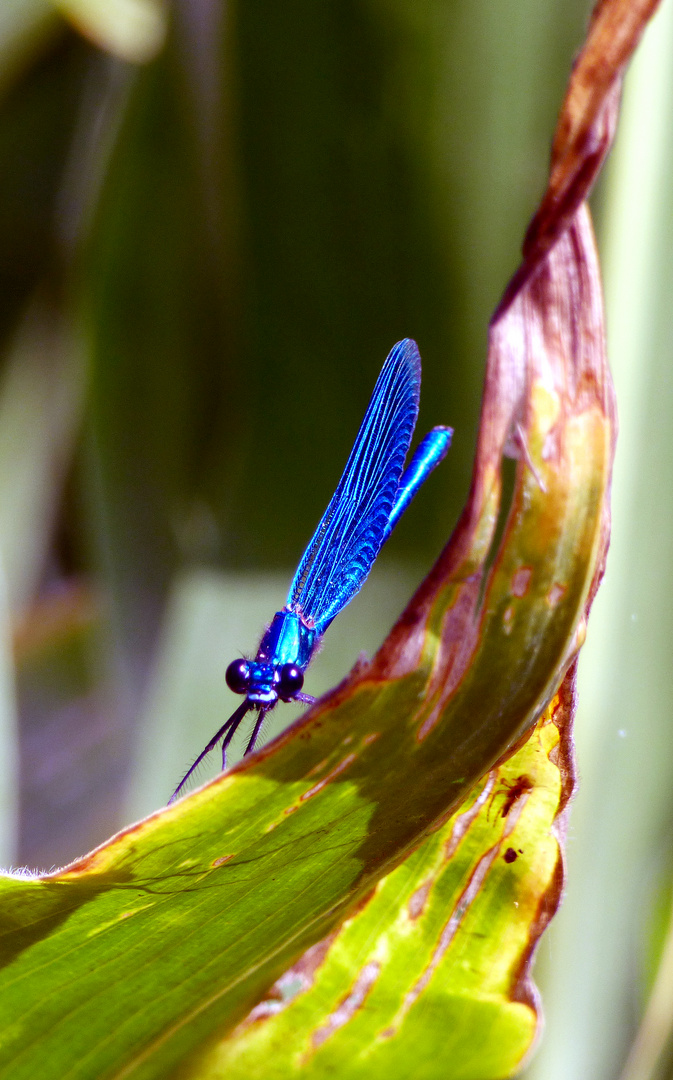 Toute bleue