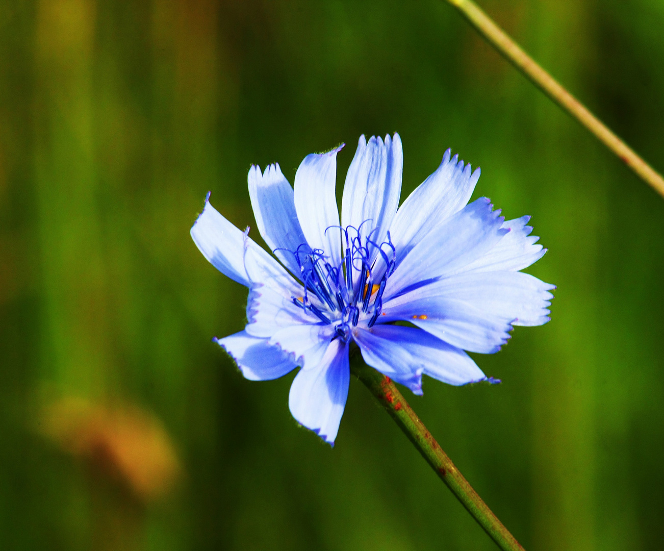 Toute bleue