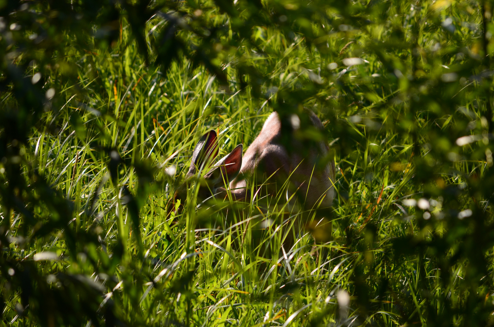 Toute d'herbe camoufl!ée...