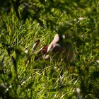 Toute d'herbe camoufl!ée...