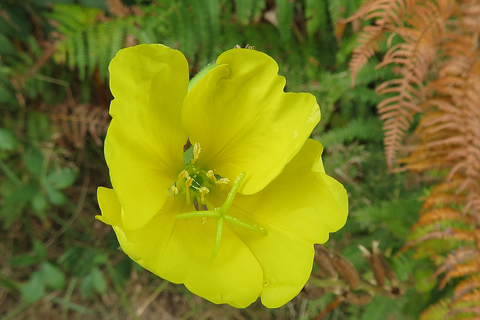 toute en jaune !