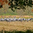 Toute la colonie de grues était là .......