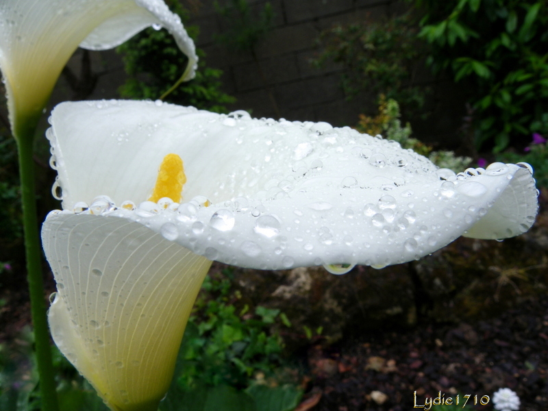 Toute la pluie tombe sur moi ...