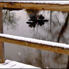 toute seule dans l'eau et sous la neige