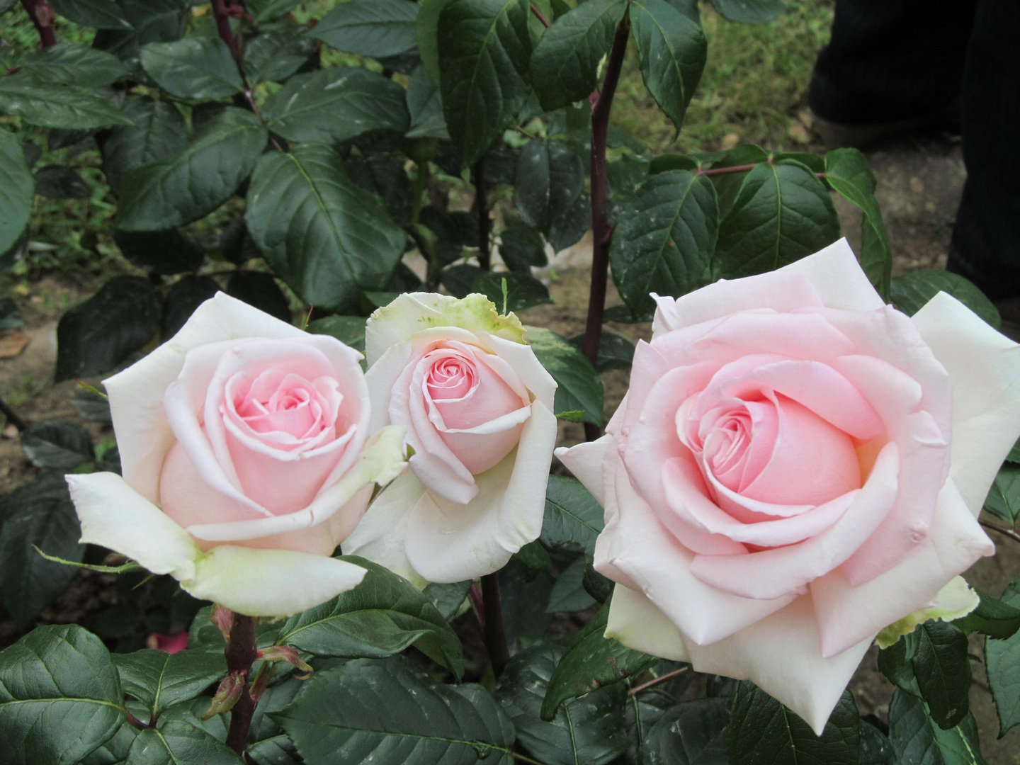 Toutes ces roses blanches, pour toi jolie Maman!