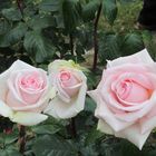 Toutes ces roses blanches, pour toi jolie Maman!