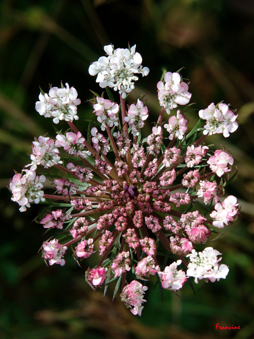 Toutes en fleurs ...