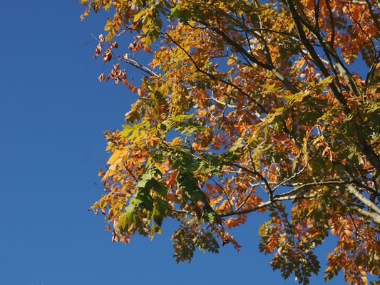 Toutes les couleurs de l‘automne