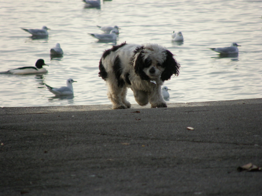 Toutou en ballade dominicale