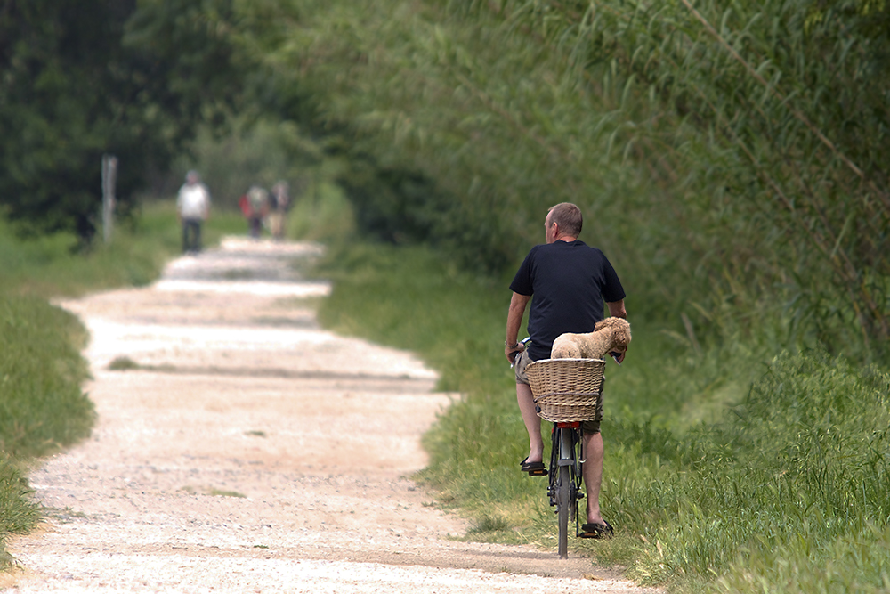 Toutou fait du vélo,