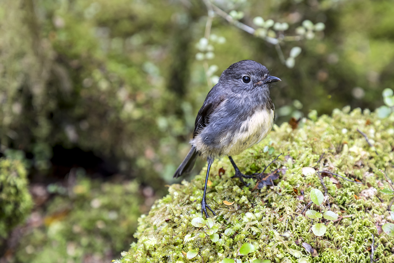 Toutouwai