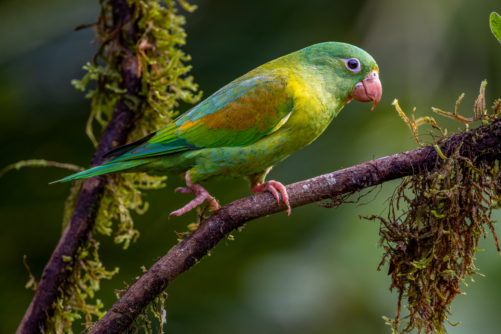 Tovisittich (Orange-chinned Parakeet)