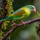 Tovisittich (Orange-chinned Parakeet)