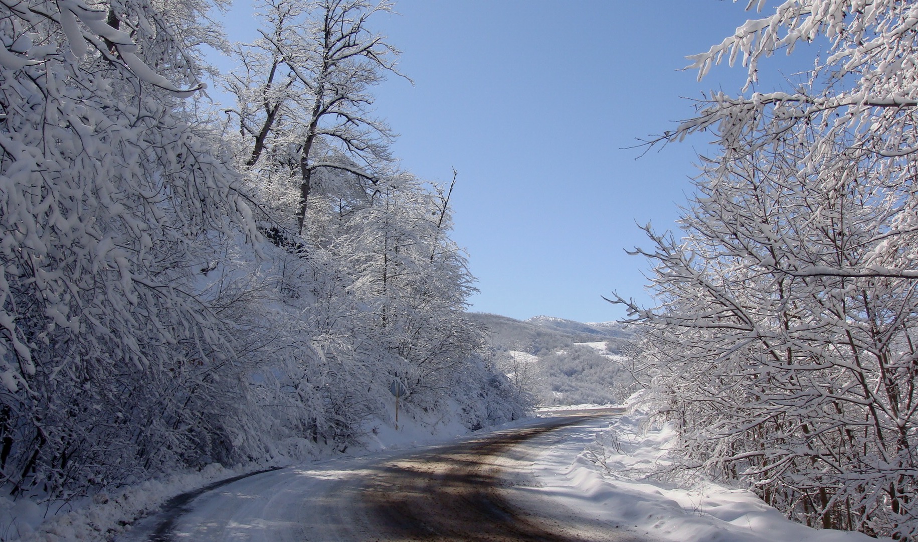 Toward white forest