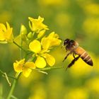 Towards Honey....